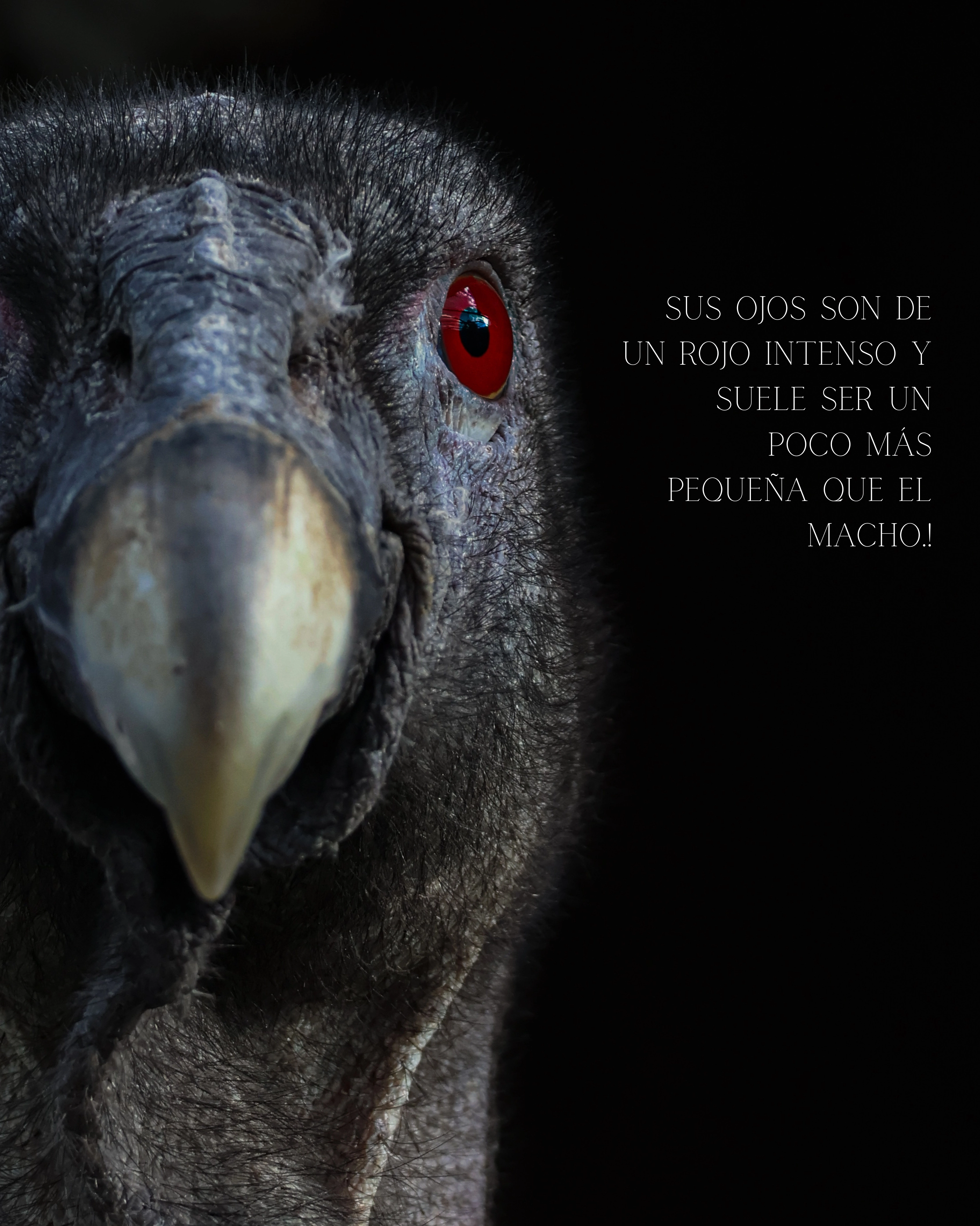 Detalle del plumaje